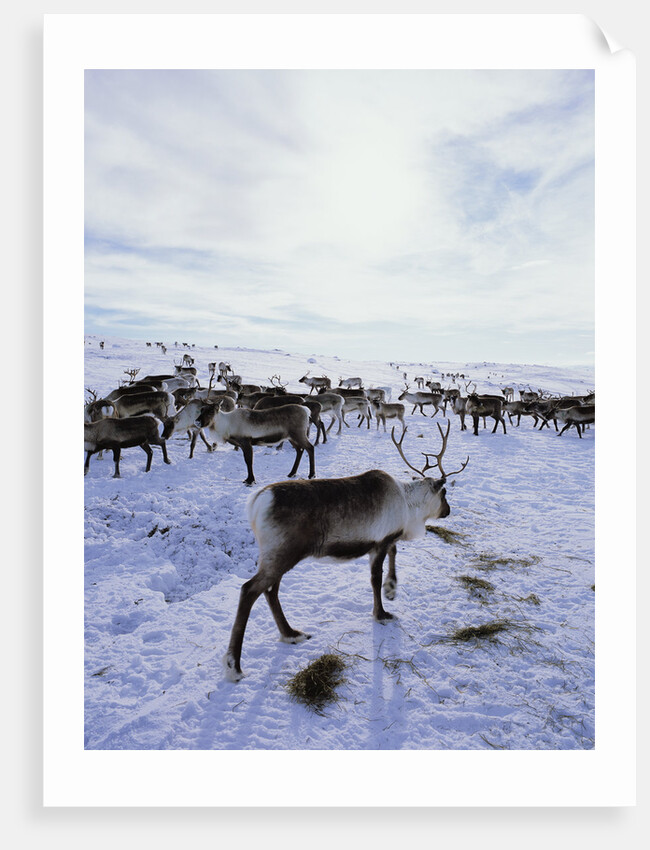 Reindeer Herd Gathering in Snow by Anonymous
