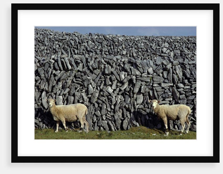 Hobbled Sheep by a Dry Stone Wall by Anonymous