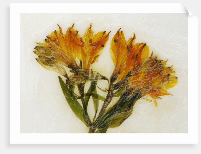 Alstroemeria II by David Roseburg