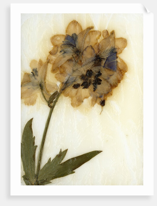 Delphinium by David Roseburg