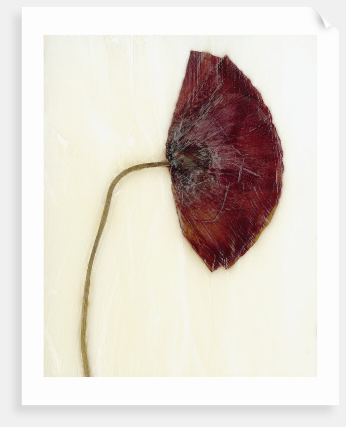 Papaver by David Roseburg