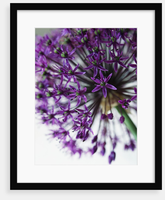 Allium by Anonymous