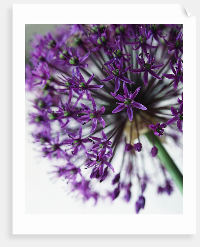 Allium by Anonymous