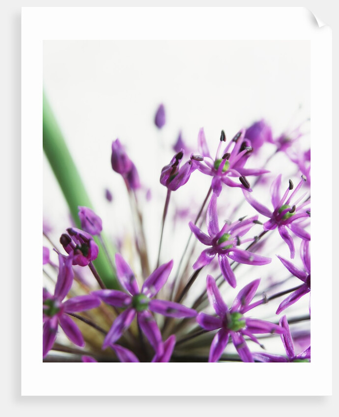 Allium by Anonymous