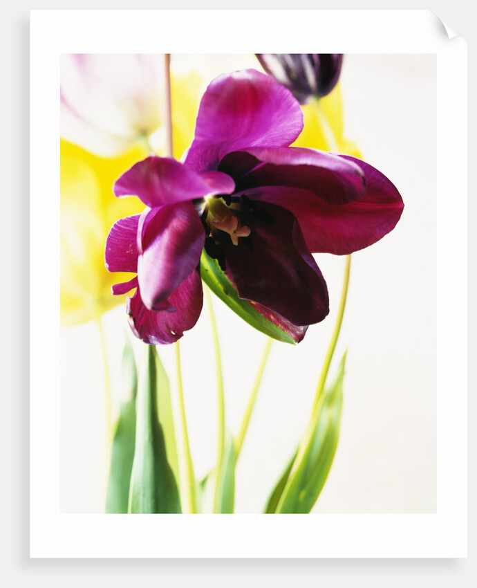 Tulipa by Anonymous