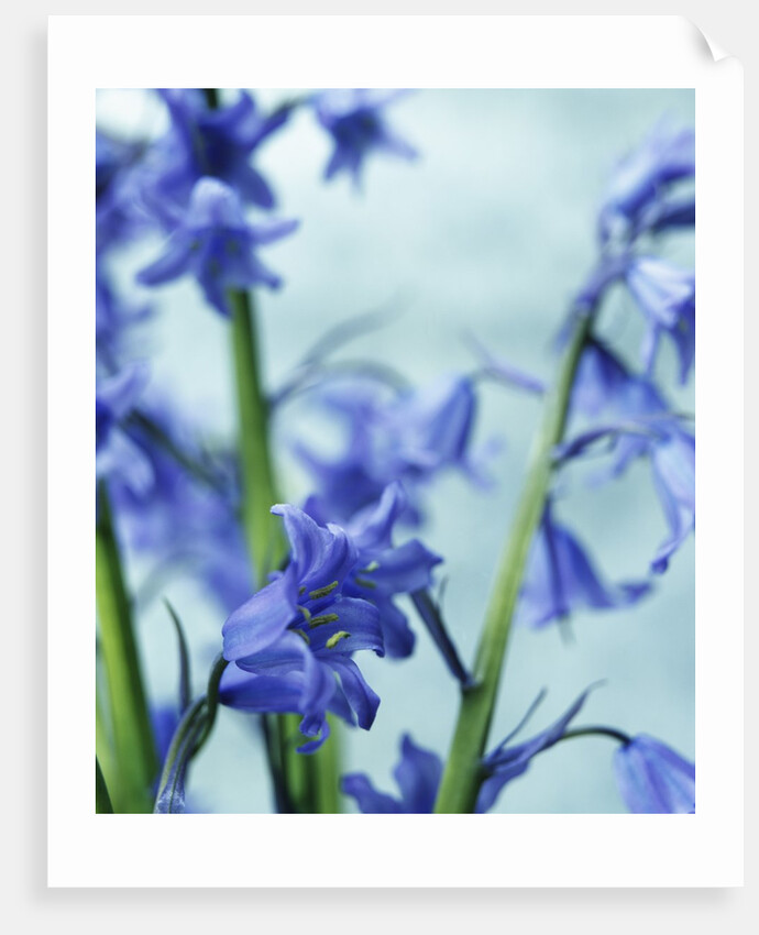 Blue Bells by Anonymous