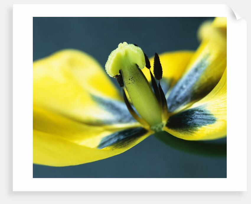 Tulipa by Anonymous