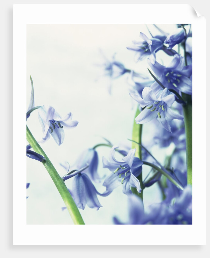 Blue Bells by Anonymous