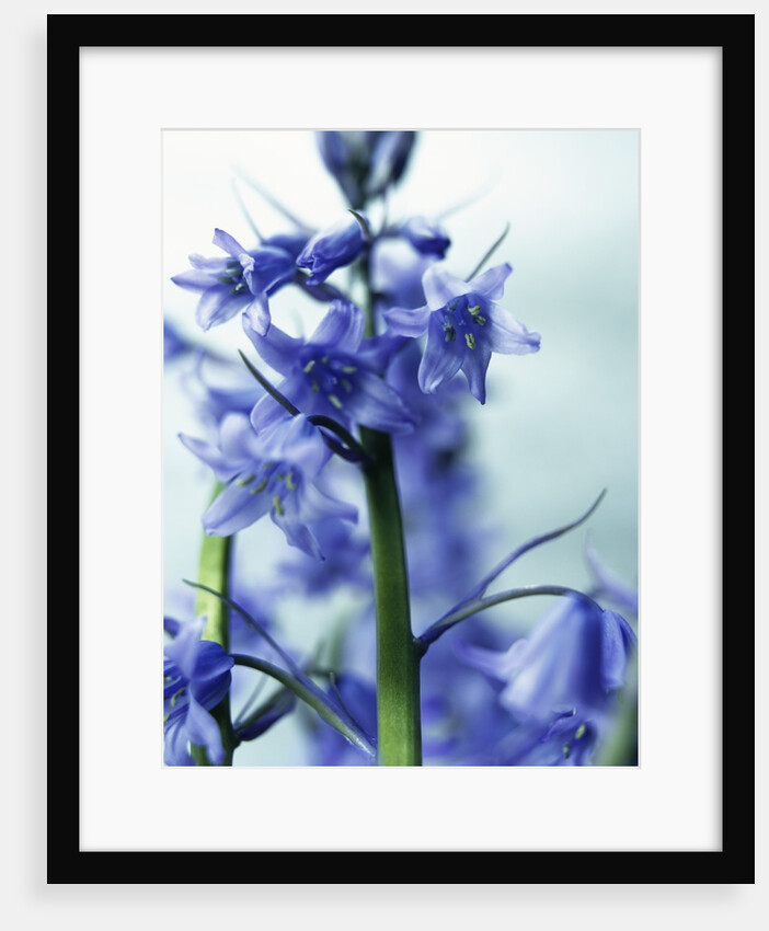 Blue Bells by Anonymous