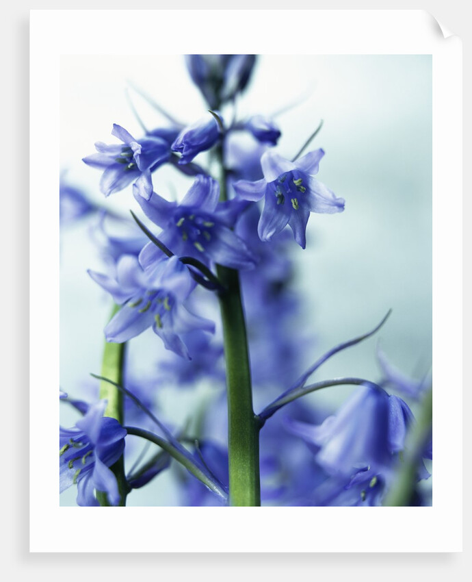 Blue Bells by Anonymous