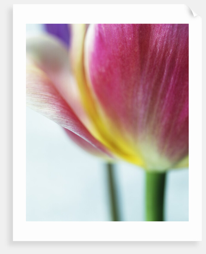 Tulipa by Anonymous