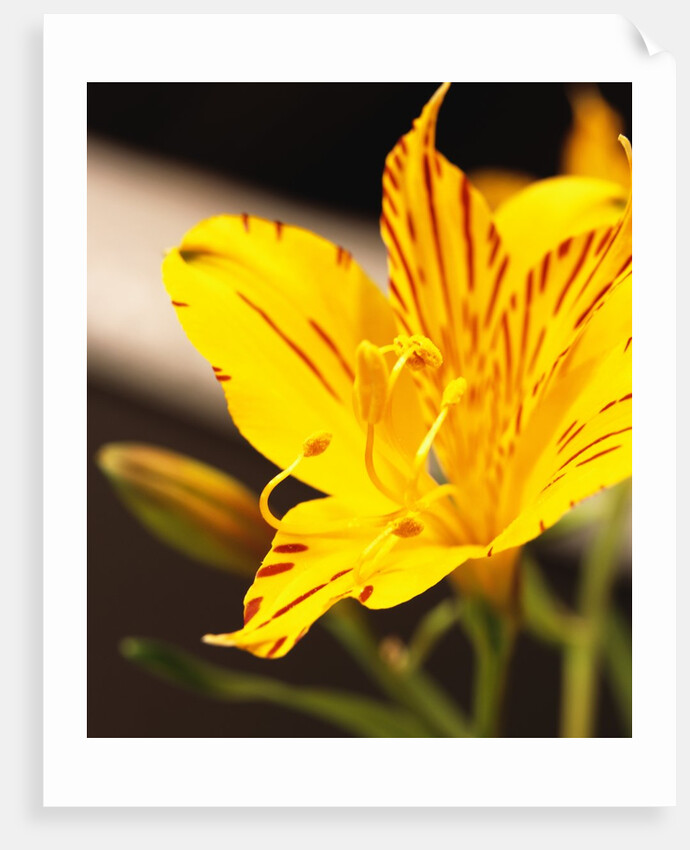 Alstroemeria by Anonymous