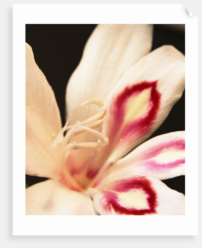 Gladiolus by Anonymous