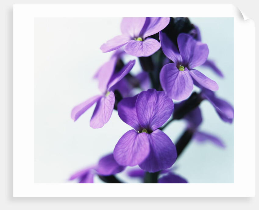 Cheiranthus by Anonymous