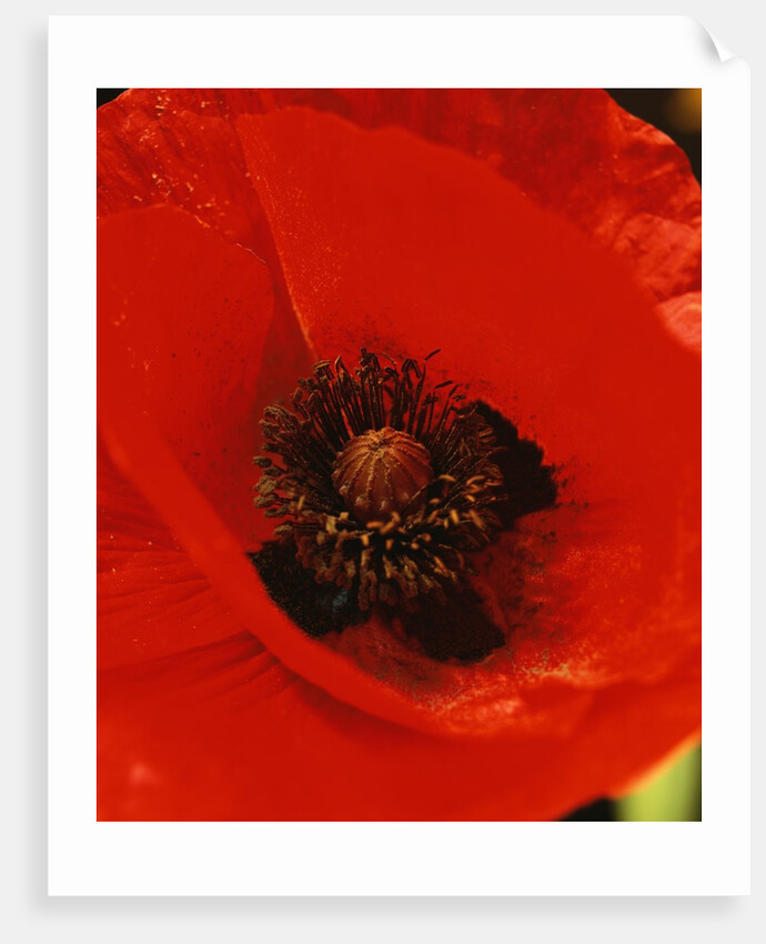 Poppy by Anonymous