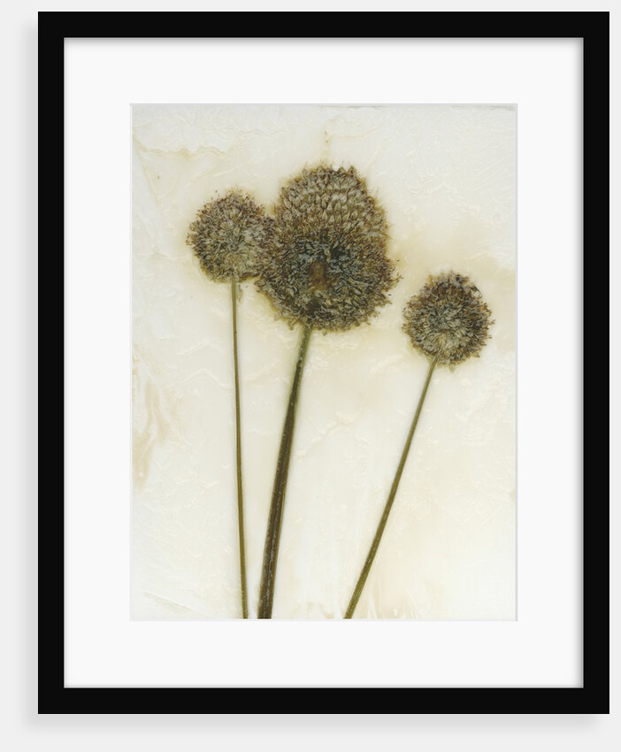 Allium II by David Roseburg