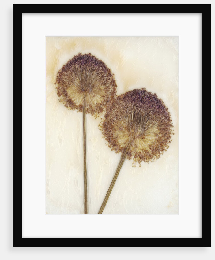 Allium I by David Roseburg
