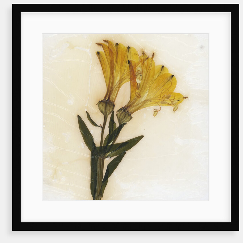 Alstroemeria by David Roseburg