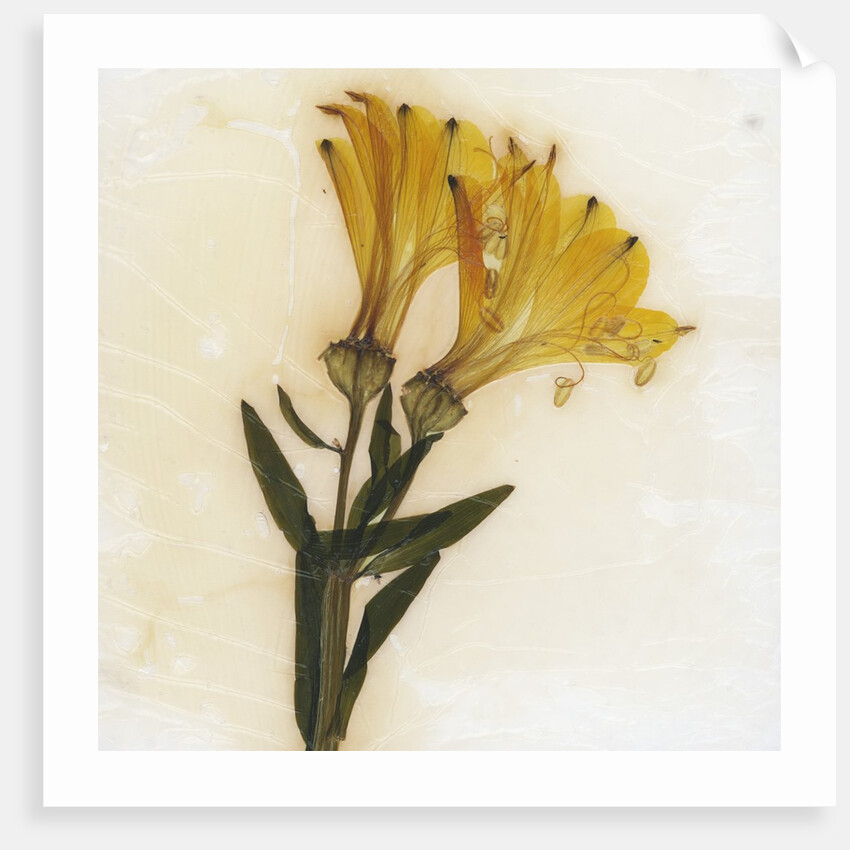 Alstroemeria by David Roseburg