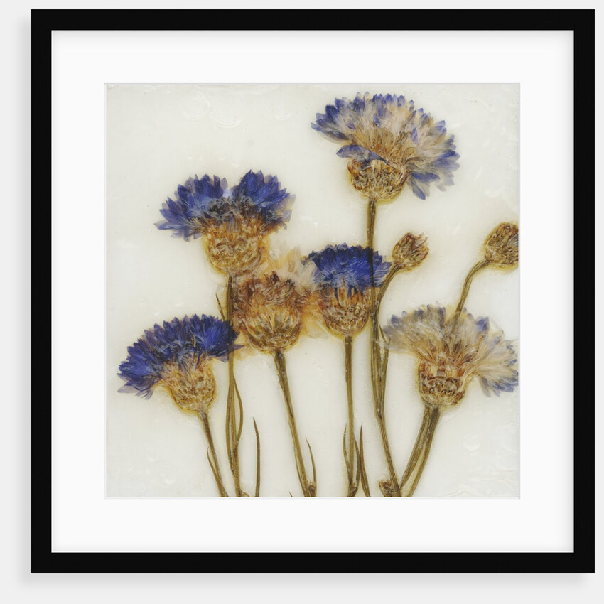 Centaurea by David Roseburg