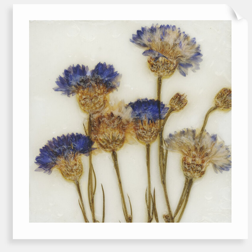 Centaurea by David Roseburg