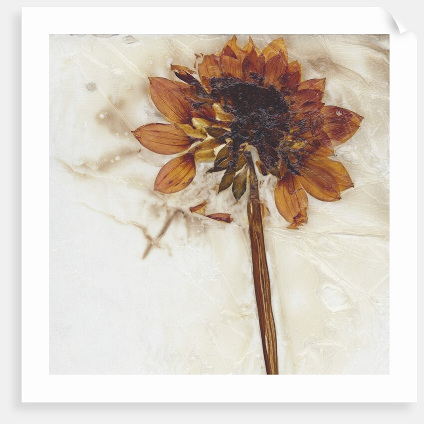 Dahlia I by David Roseburg