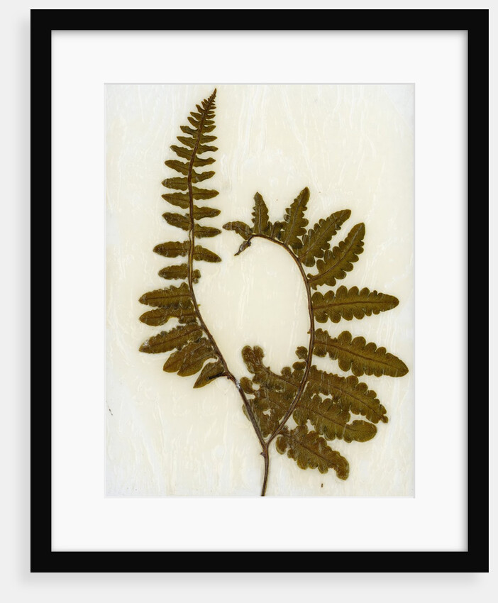 Fern XI by David Roseburg