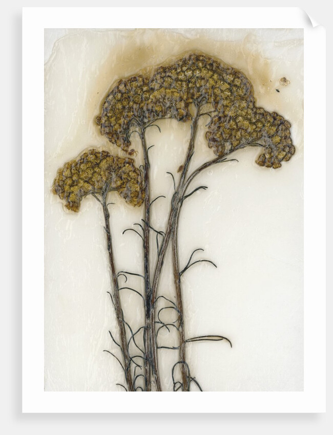 Helichrysum by David Roseburg