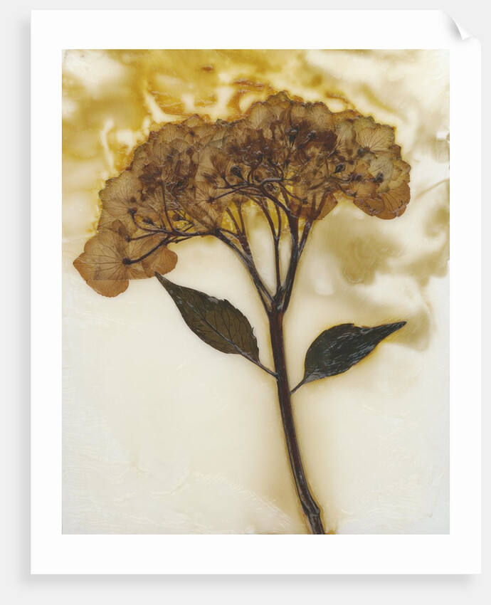 Hydrangea II by David Roseburg