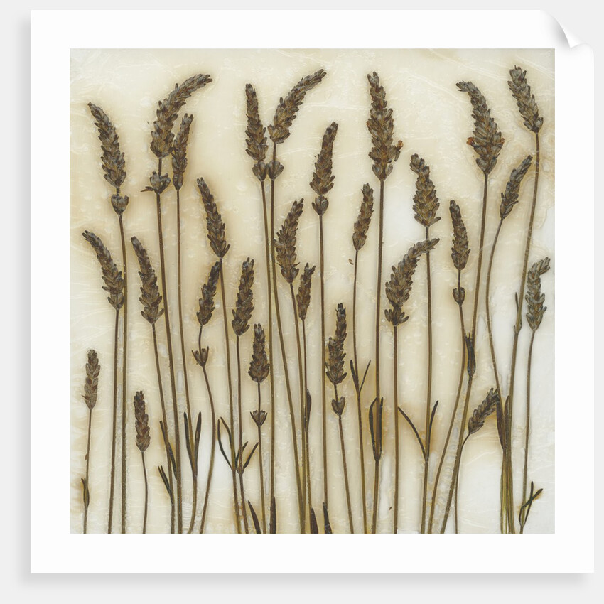 Lavender by David Roseburg
