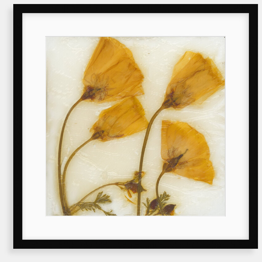 Papaver III by David Roseburg