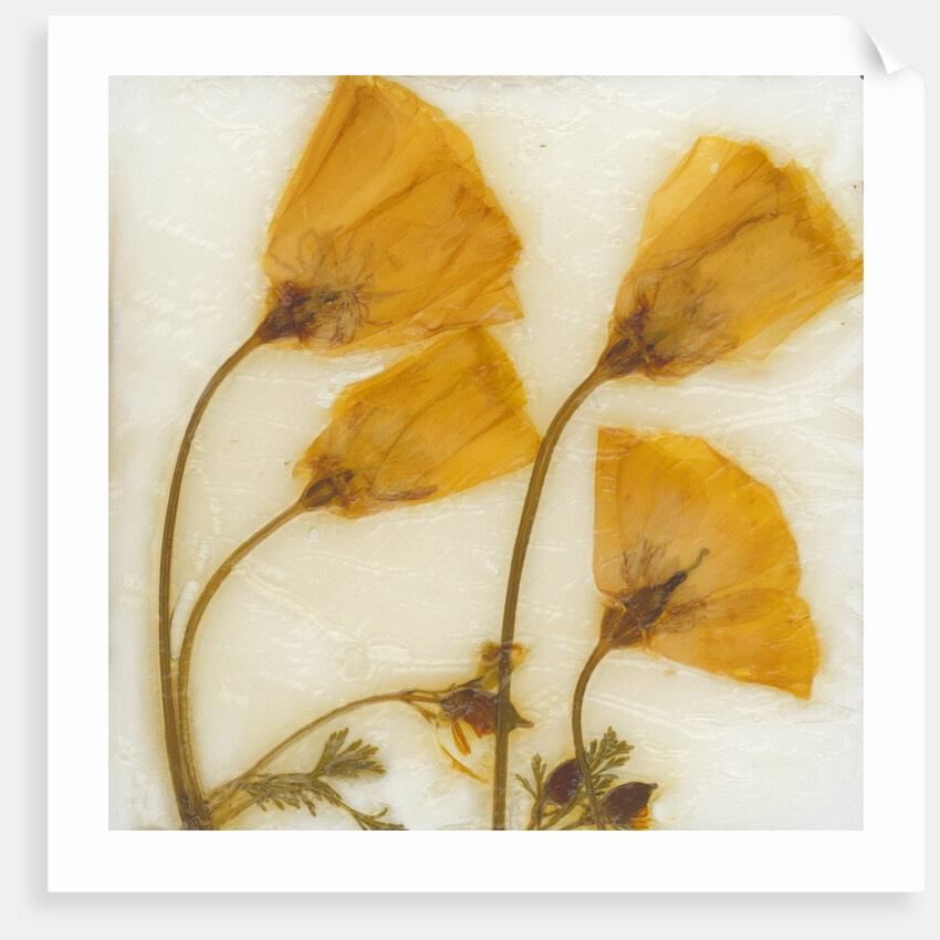 Papaver III by David Roseburg