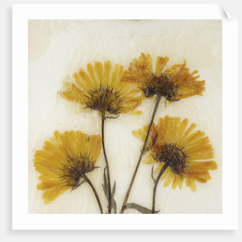 Wild Yellow by David Roseburg