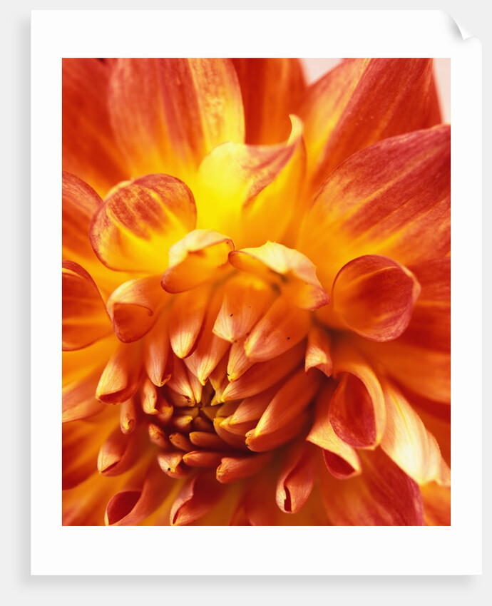 Dahlia by David Roseburg