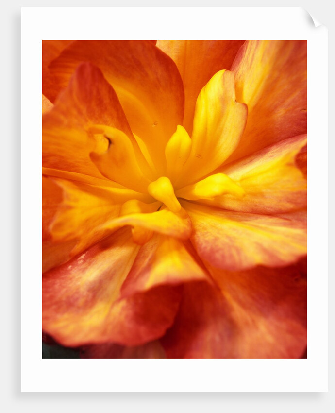 Dahlia by David Roseburg