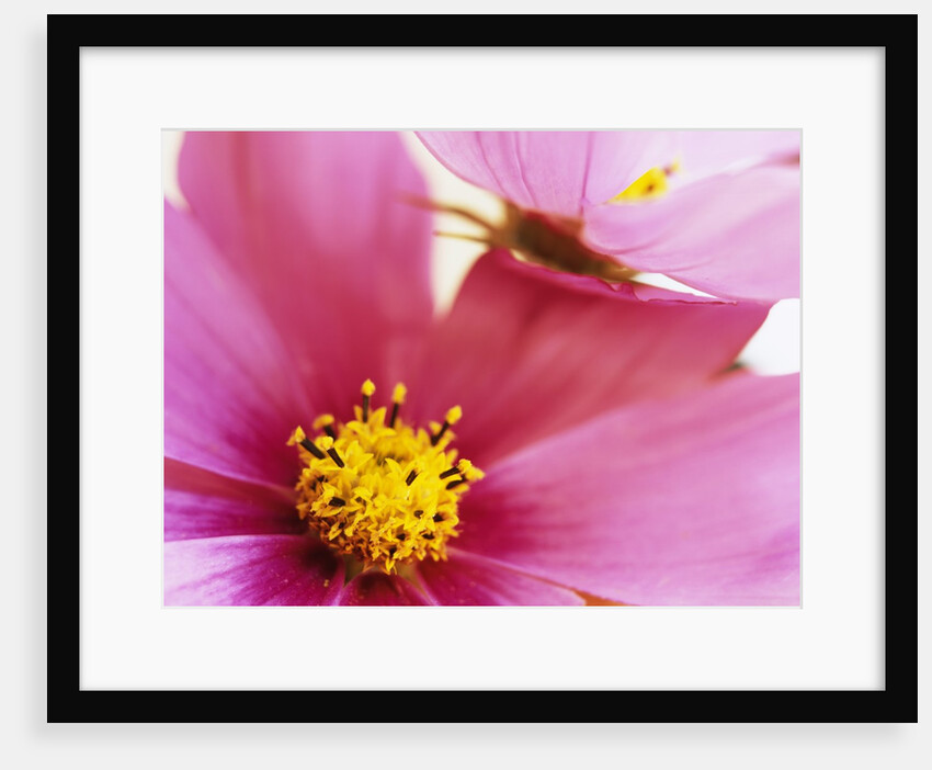 Cosmos by David Roseburg