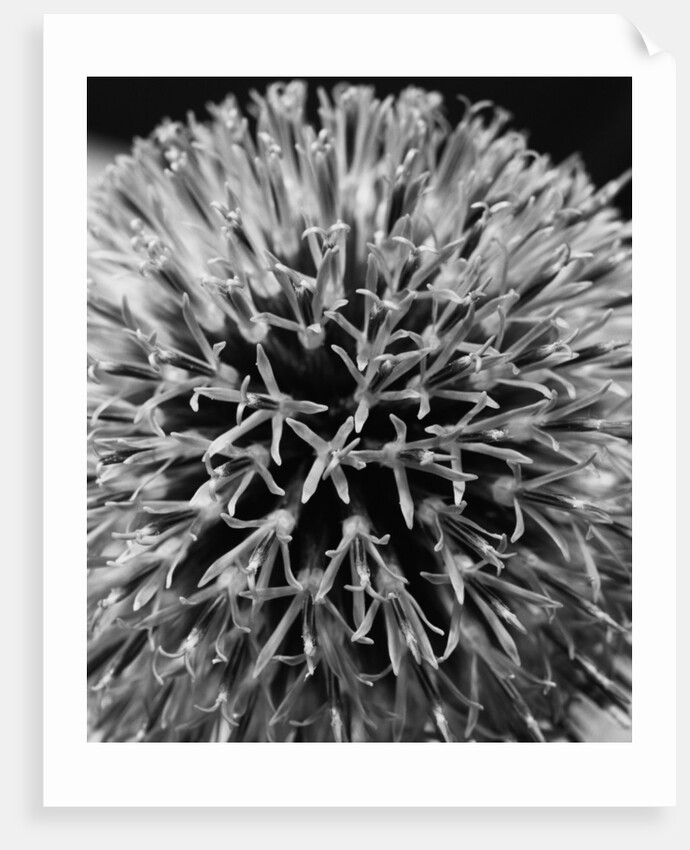 Allium by David Roseburg