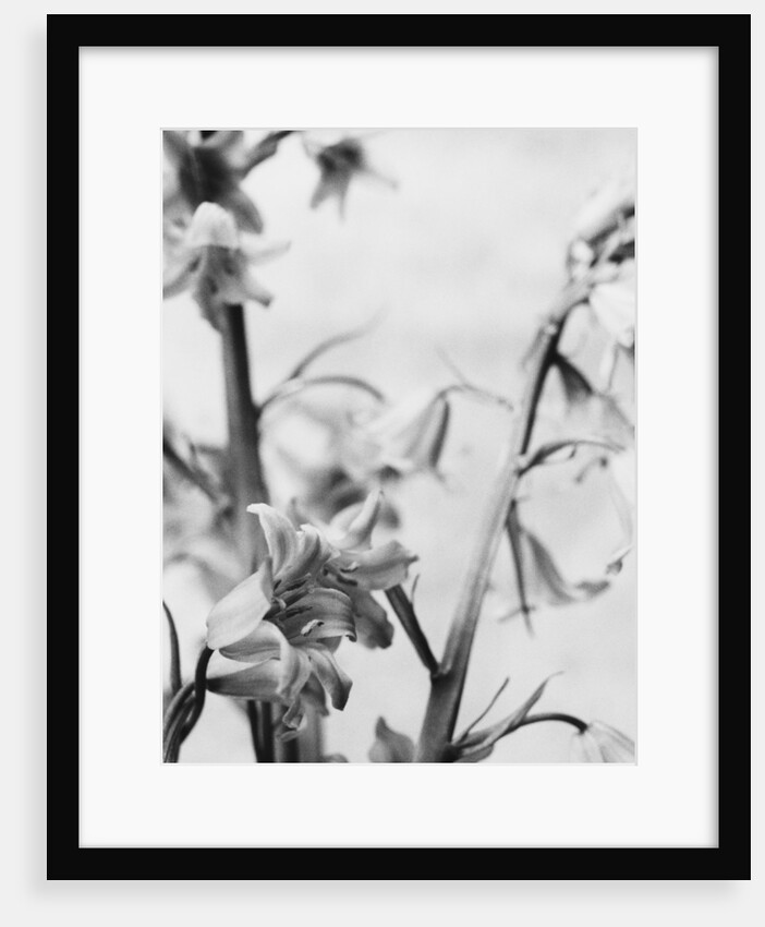 Bell Flower by David Roseburg