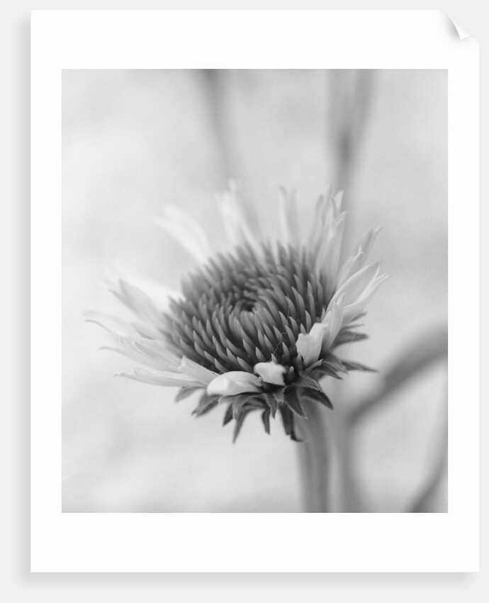 Cone Flower by David Roseburg