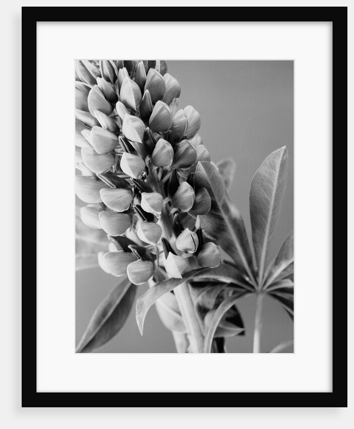 Lupine 1 by David Roseburg