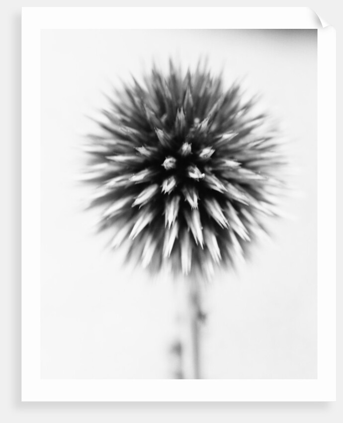 Globe Thistle by David Roseburg