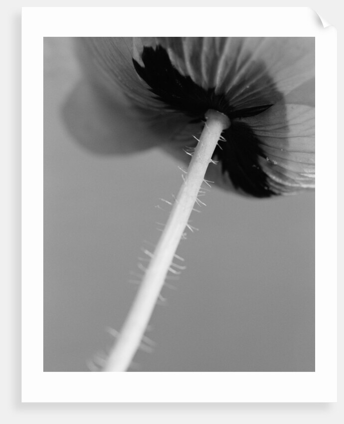 Poppy 10 by David Roseburg