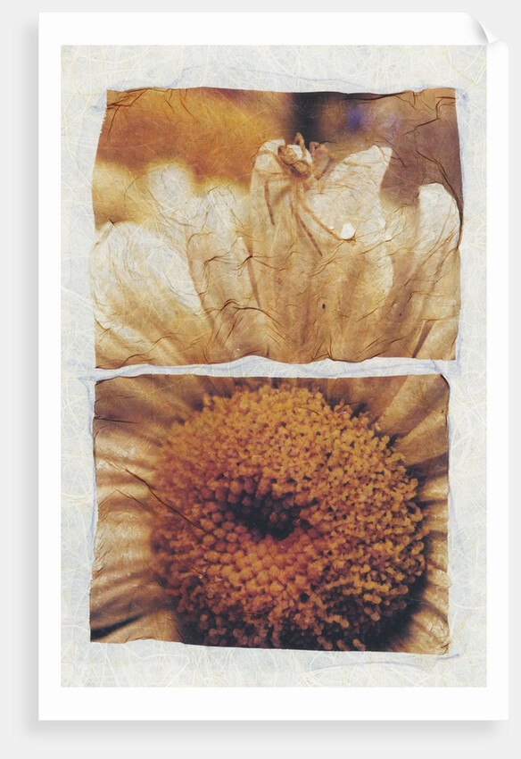 Spider on Daisy by David Roseburg