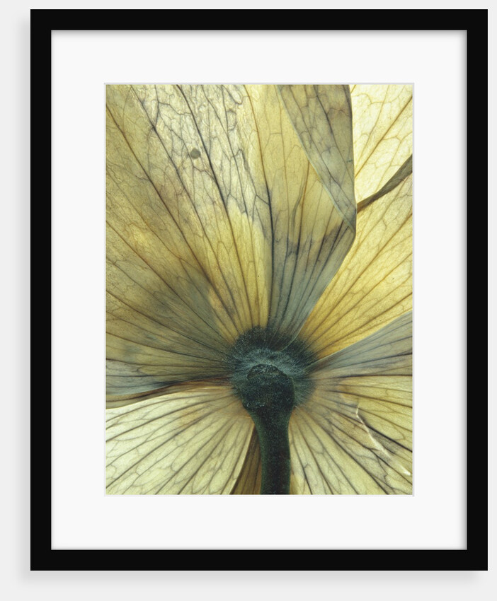 Translucent Petals 8 by David Roseburg