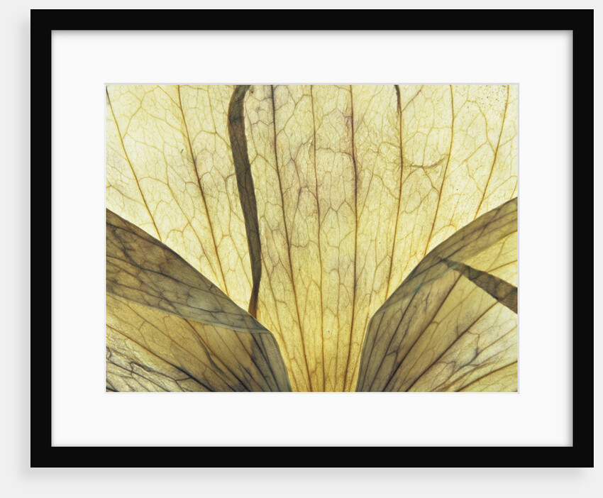Translucent Petals 9 by David Roseburg