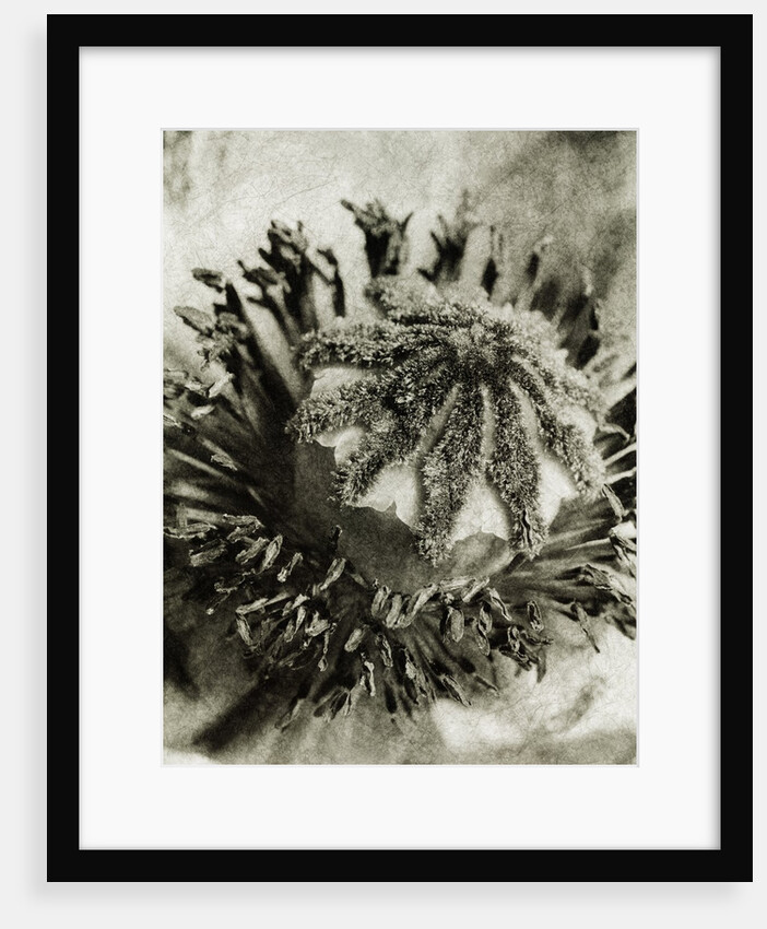 Poppy Center by David Roseburg