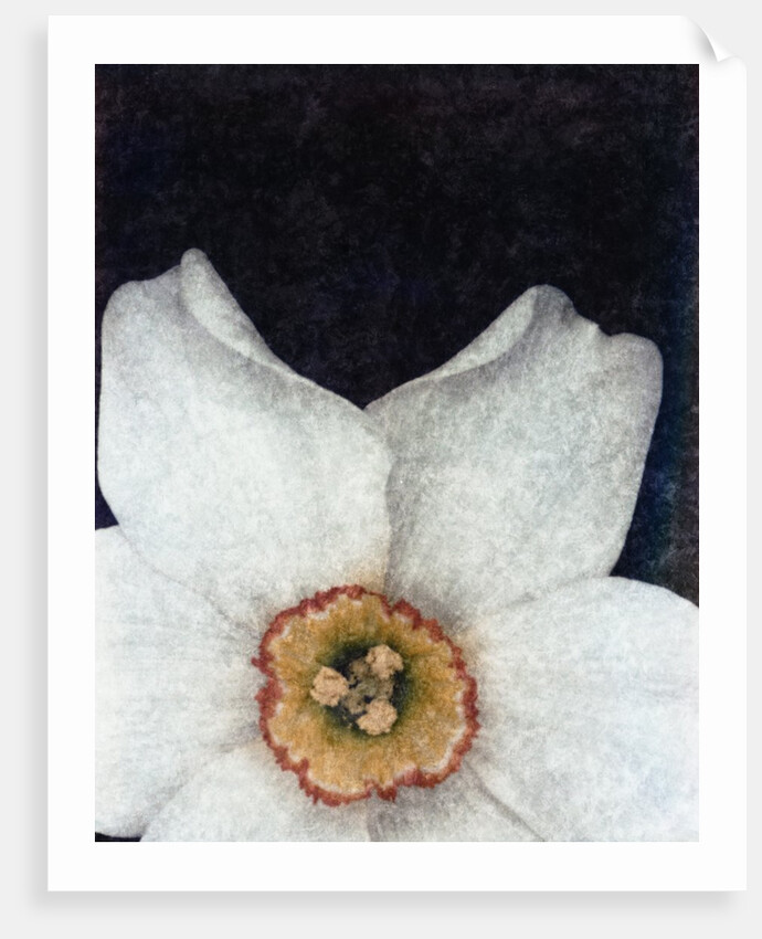 Small Daffodil by David Roseburg