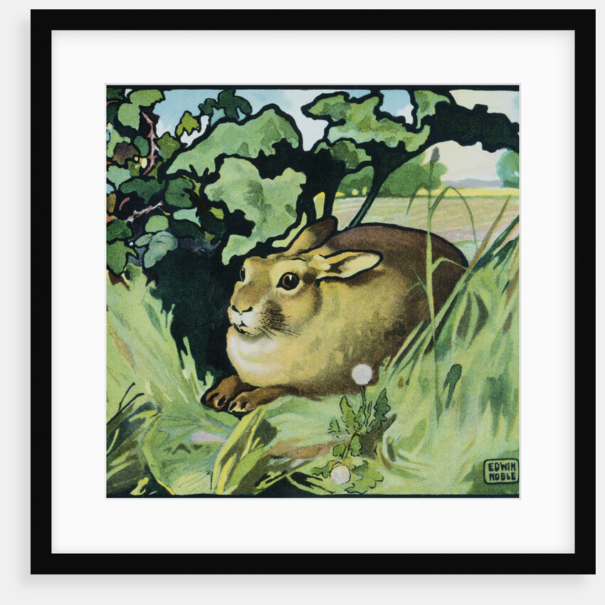 Illustration of a Resting Rabbit by Edwin Noble