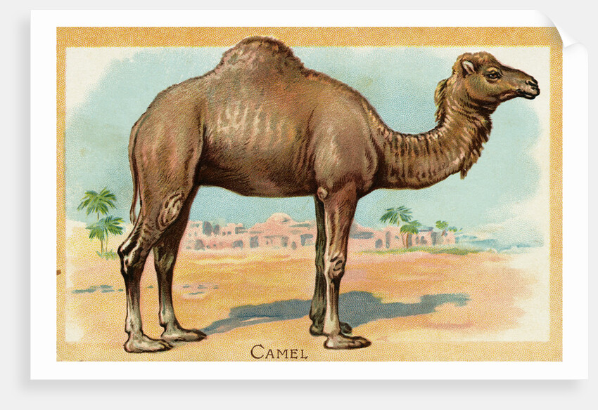 Camel Postcard by Anonymous