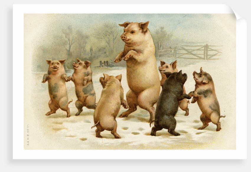 Postcard of Dancing Pigs by Anonymous